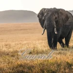 EyeRonik - Gaarah EyeRonik - Gaarah
